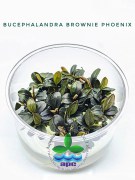 Bucephalandra Brownie Phoenix
